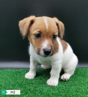 Les chiots de Jack Russell Terrier