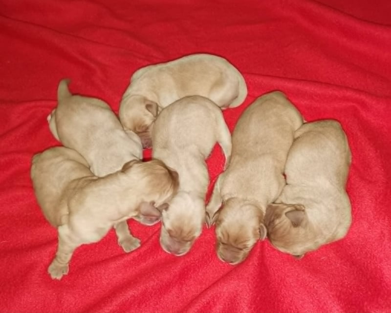 Labrador Retriever - Des Adrilines d'Opale