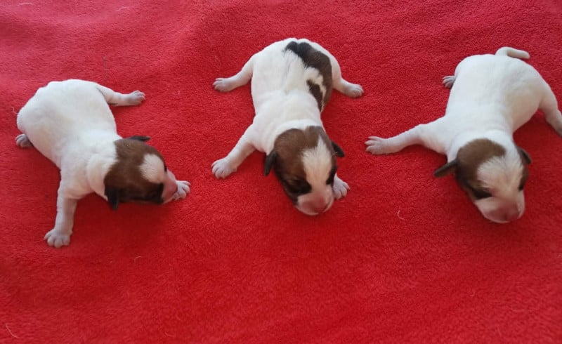 Jack Russell Terrier - Des Adrilines d'Opale