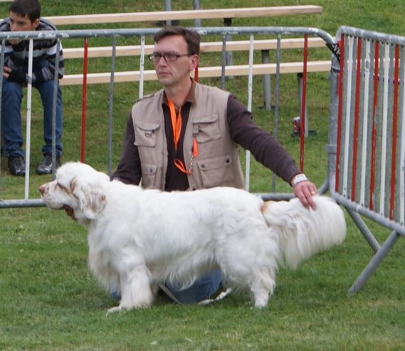 TR. CH. François 1 er Des Adrilines d'Opale - 1er exl mdr classe champion