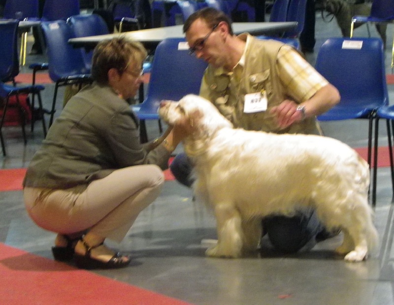 TR. CH. François 1 er Des Adrilines d'Opale - 1er exl cacs meilleur de race