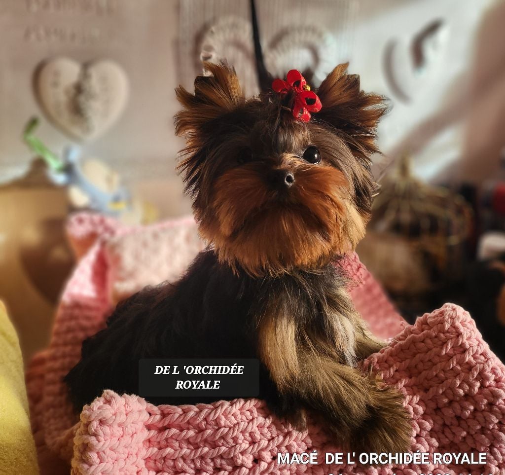 Chiots de la race Yorkshire Terrier disponibles sur chiots-de-france