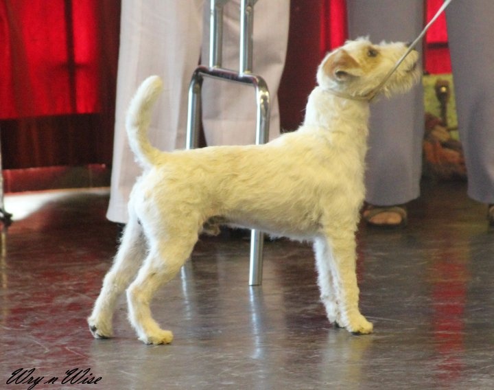 CH. Maxfly Full account - 1er exc - meilleur jeune et meilleur de race -BOB