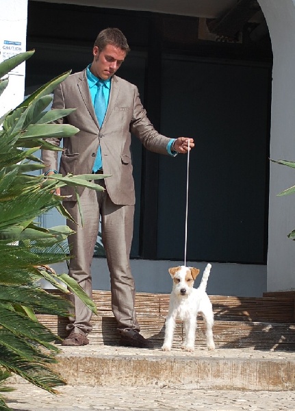 CH. Maxfly Full account - 1er-exc CAC-CACIB-BOB + CQ Champion de Gibraltar