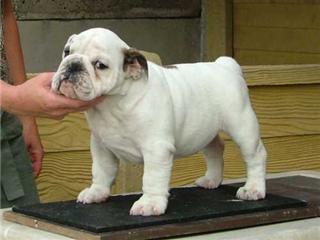 Publication : Mybull Auteur : bullscker