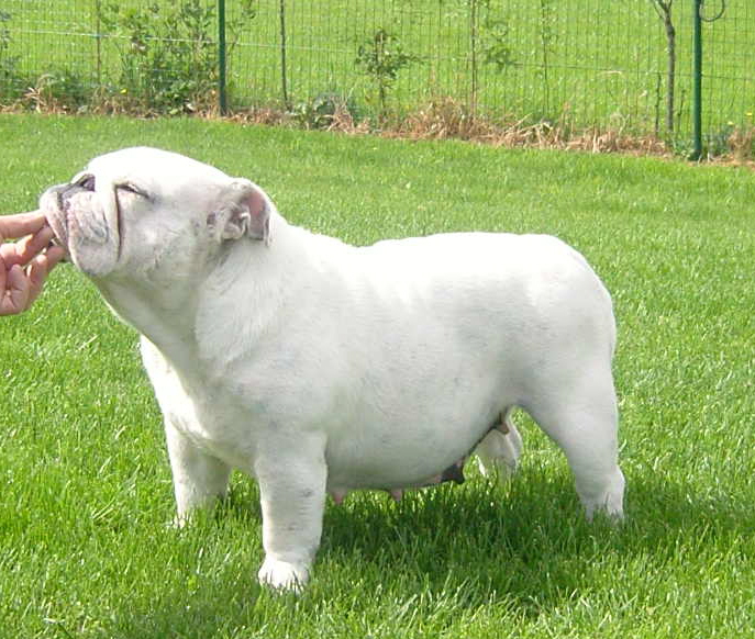 Publication : Mybull Auteur : dresselaers roger