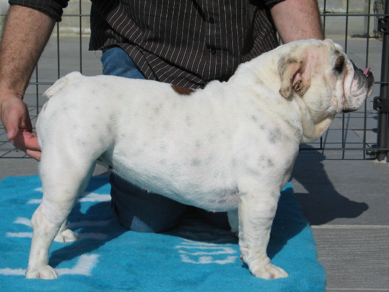 Publication : Mybull Auteur : bullscker