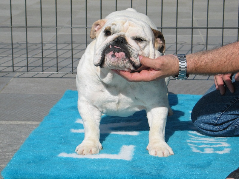 Publication : Mybull Auteur : bullscker