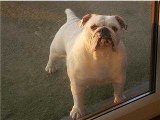 Publication : Mybull Auteur : dresselaers roger