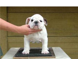 Publication : Mybull Auteur : bullscker