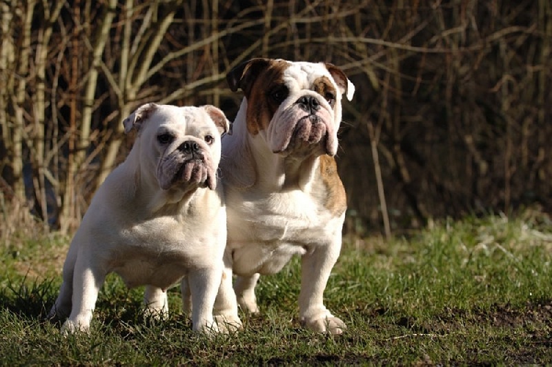 Publication : Mybull Auteur : dresselaers roger