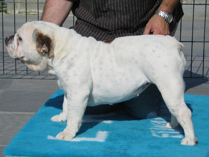 Publication : Mybull Auteur : bullscker