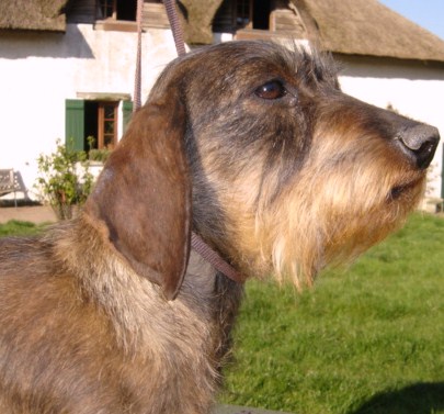 Publication : de la Cour des Tamaris Auteur : gilbert bachelet