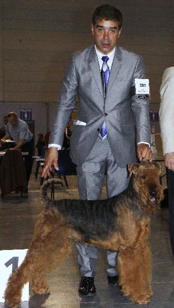 CH. Balzac du Barlet en Gohelle - 1er Excellent CACIB BOB 2èmeBIG