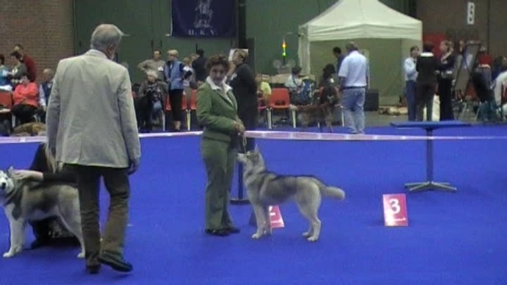 Karline of silverlight - 1ere tres prometteur -meilleur puppy best