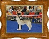 CH. Little tekoa of silverlight - 1er tres prometteur-meilleur puppy male