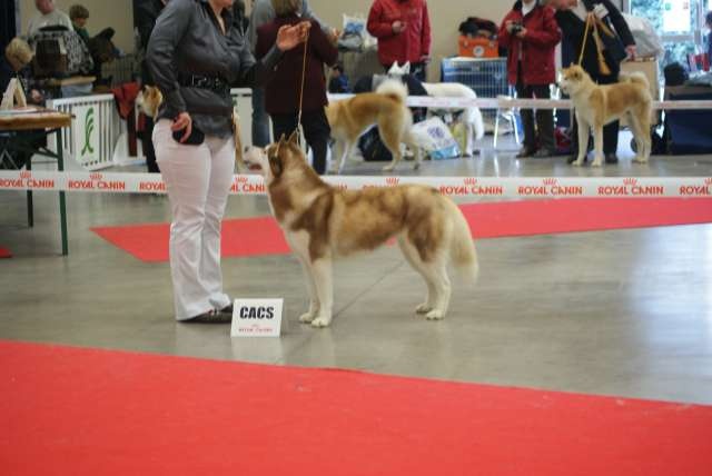CH. noble's Ann rf - 1ere excellent cac rcacib mais recupere l'ib