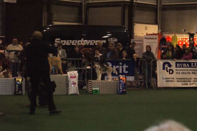 Karline of silverlight - meilleure baby et 3eme du ring ring d'honneur