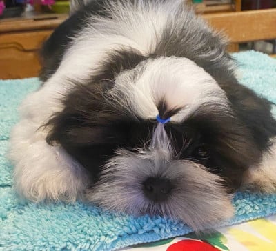Les chiots de Shih Tzu