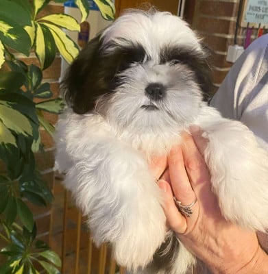 Les chiots de Shih Tzu