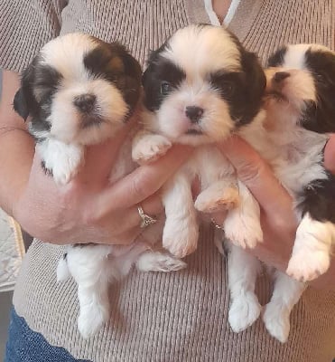 Les chiots de Shih Tzu