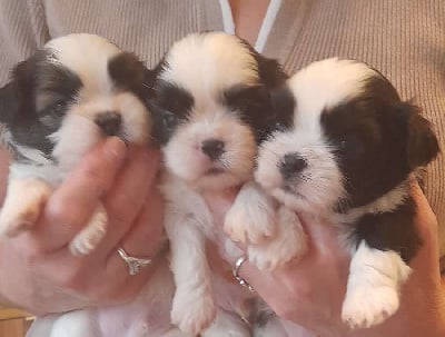 Les chiots de Shih Tzu