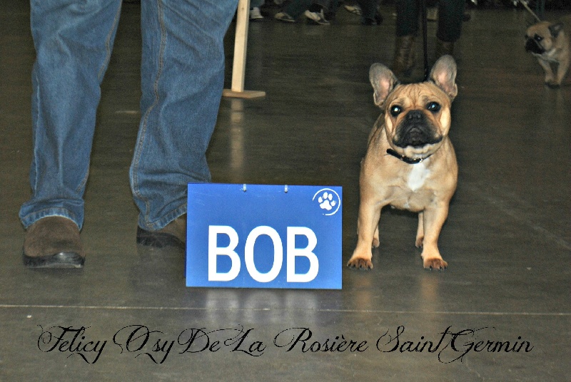 Félicie Ô sy de la rosiere Saint Germin - CAC 1er EXC Meilleur de Race