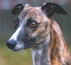 Publication : old road's Auteur : Mme Cetre