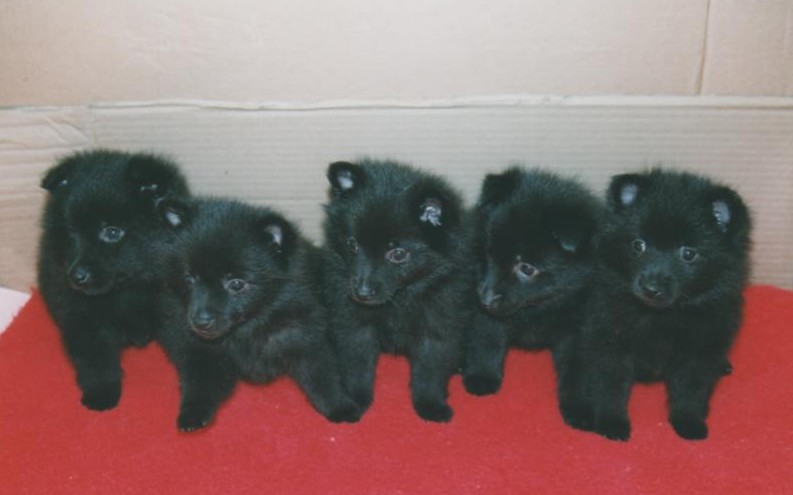 CH. Lutin du pont Catinat