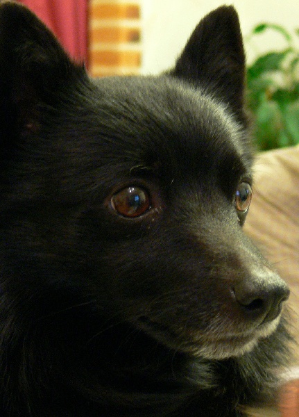 CH. Lutin du pont Catinat