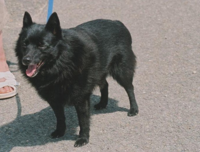 CH. Lutin du pont Catinat