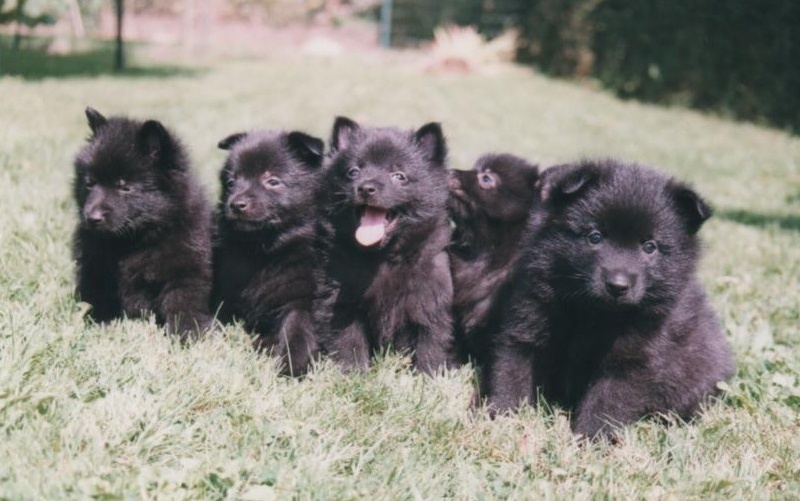 CH. Lutin du pont Catinat