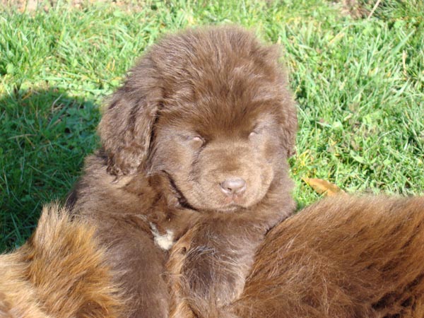 Publication : de Valoyan Auteur : M.MONTMESSIN