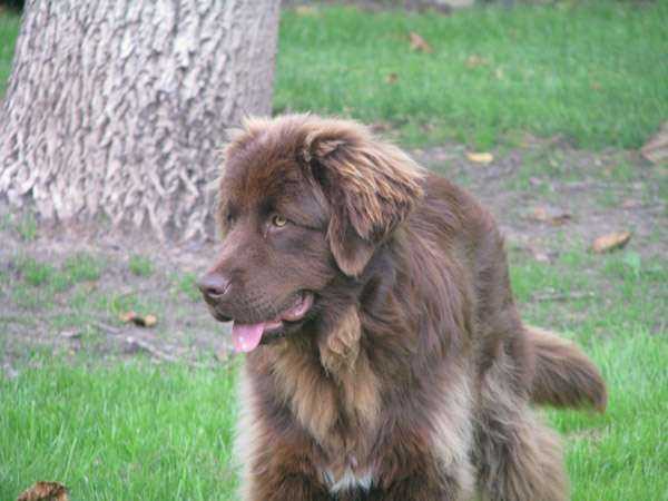 Publication : de Valoyan Auteur : M.MONTMESSIN