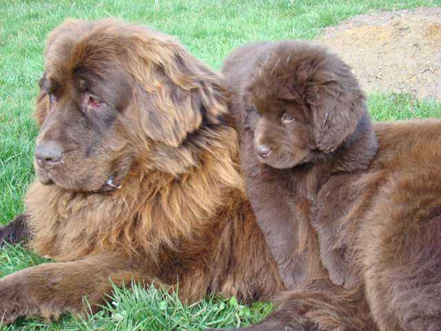 Publication : de Valoyan Auteur : M.MONTMESSIN