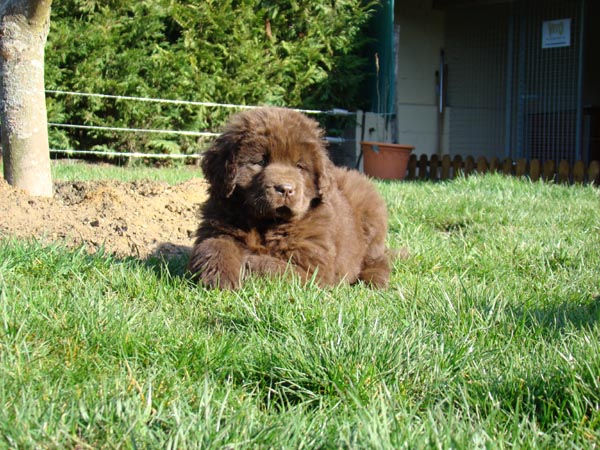 Publication : de Valoyan Auteur : M.MONTMESSIN