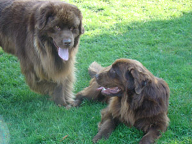 Publication : de Valoyan Auteur : m.montmessin