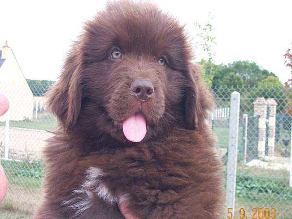 Publication : de Valoyan Auteur : m.montmessin