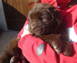 Publication : de Valoyan Auteur : M.MONTMESSIN