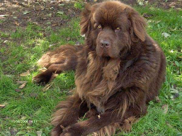 Publication : de Valoyan Auteur : m.montmessin