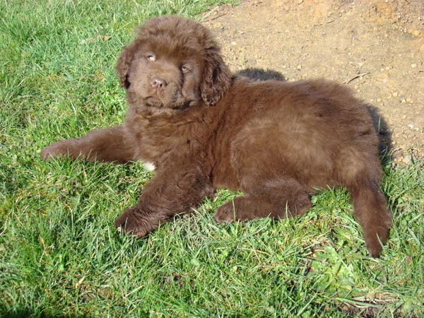 Publication : de Valoyan Auteur : M.MONTMESSIN