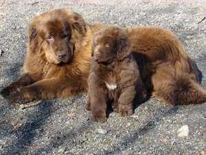 Publication : de Valoyan Auteur : M.MONTMESSIN