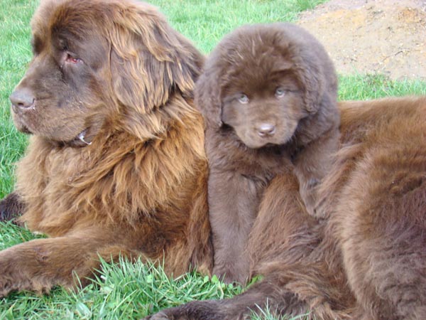 Publication : de Valoyan Auteur : M.MONTMESSIN