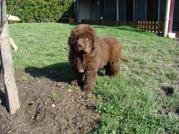 Publication : de Valoyan Auteur : M.MONTMESSIN