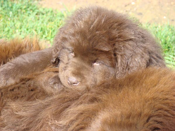 Publication : de Valoyan Auteur : M.MONTMESSIN