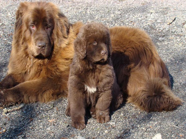 Publication : de Valoyan Auteur : M.MONTMESSIN