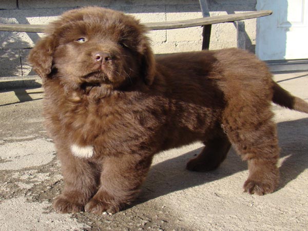 Publication : de Valoyan Auteur : M.MONTMESSIN