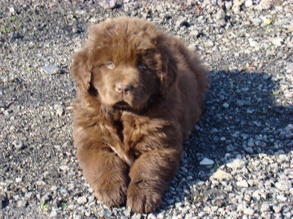 Publication : de Valoyan Auteur : M.MONTMESSIN