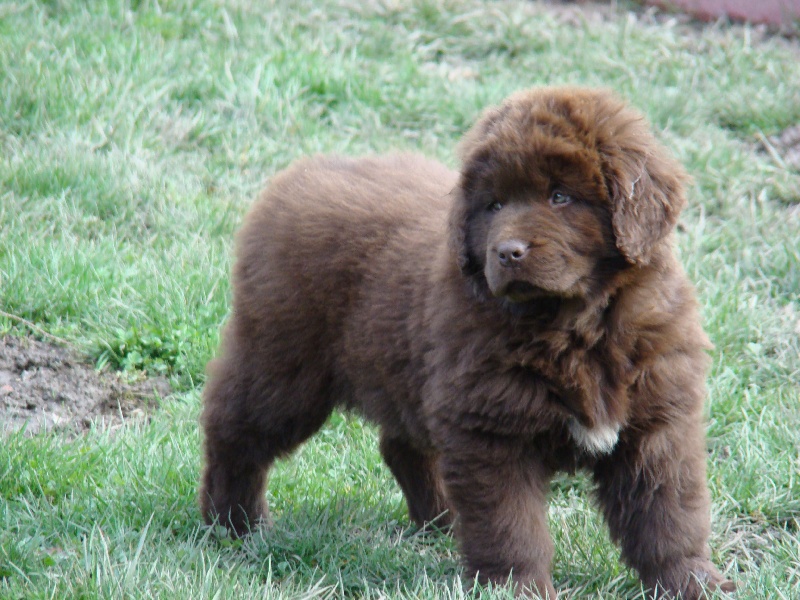 Publication : de Valoyan Auteur : M.MONTMESSIN