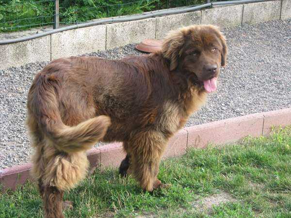 Publication : de Valoyan Auteur : M.MONTMESSIN